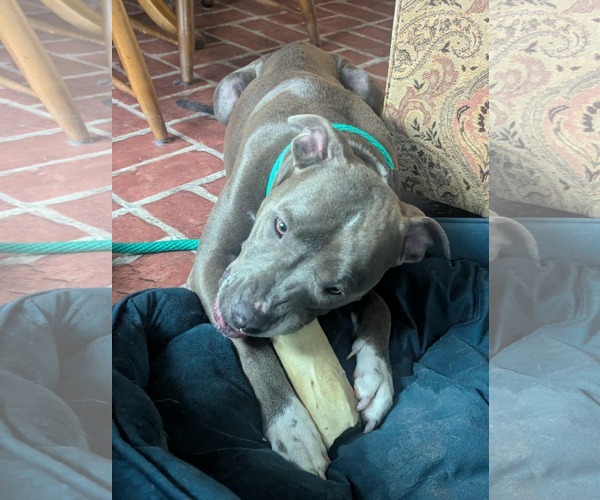 Medium Photo #4 Mutt Puppy For Sale in Mechanicsburg, PA, USA