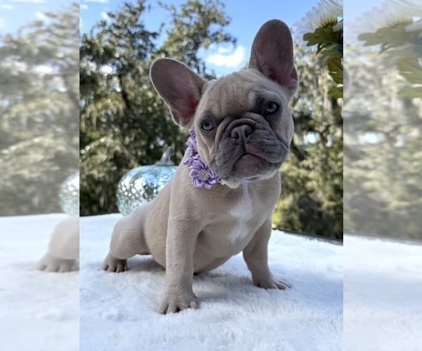 Medium Photo #1 French Bulldog Puppy For Sale in LAKE CITY, FL, USA