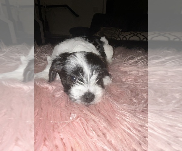 Medium Photo #5 YorkiePoo Puppy For Sale in NAPLES, FL, USA