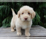 Small #1 Labradoodle