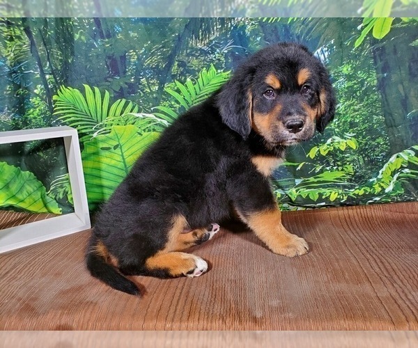 Medium Photo #11 Golden Mountain Dog Puppy For Sale in BLACK FOREST, CO, USA