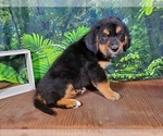 Small Photo #11 Golden Mountain Dog Puppy For Sale in BLACK FOREST, CO, USA