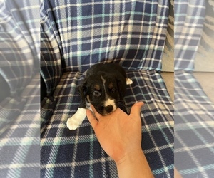 Australian Shepherd Puppy for sale in PORTSMOUTH, OH, USA