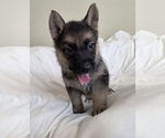 Small German Shepherd Dog Mix