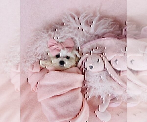 Medium Photo #11 Maltese Puppy For Sale in DACULA, GA, USA