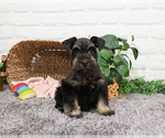 Small #6 Schnauzer (Miniature)