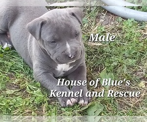 American Pit Bull Terrier Puppy for sale in DELAWARE, OH, USA