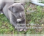 Image preview for Ad Listing. Nickname: Blue Nose Male