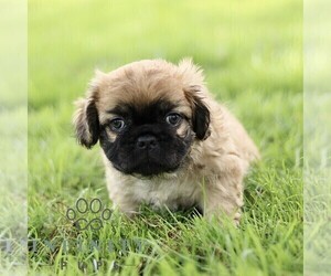 French Bulldog Puppy for sale in RONKS, PA, USA