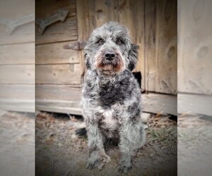 Labradoodle Puppy for sale in MILLVILLE, MN, USA