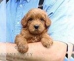 Small #3 Goldendoodle (Miniature)