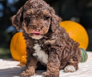 Medium Miniature Bernedoodle