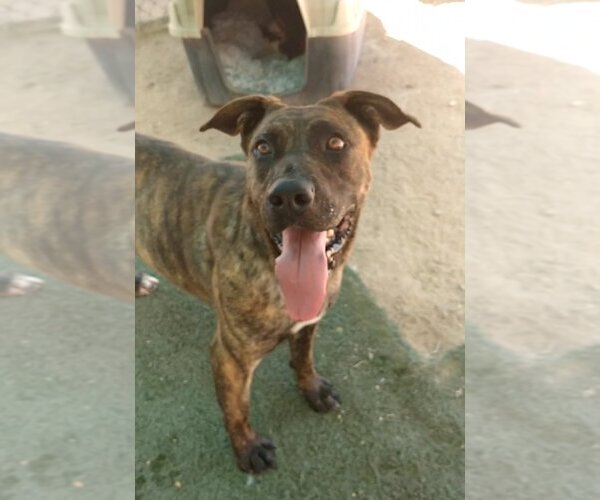 Medium Photo #12 Mastiff-Unknown Mix Puppy For Sale in Apple Valley, CA, USA