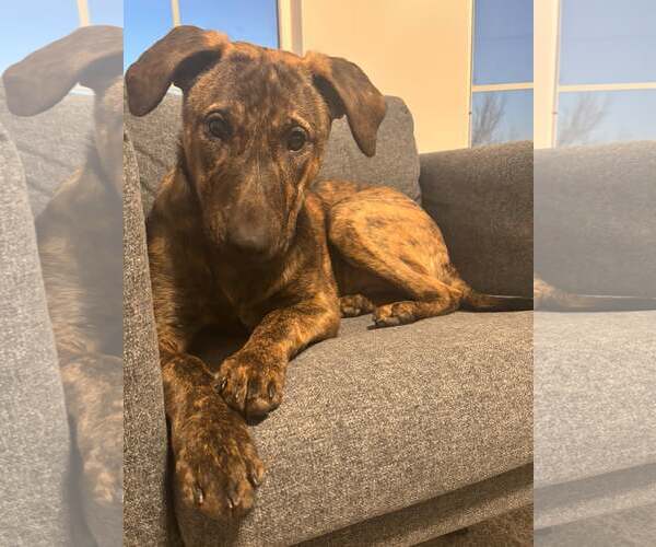 Medium Photo #7 Mutt Puppy For Sale in Sandy, UT, USA