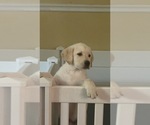 Small #1 Labrador Retriever