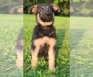 German Shepherd Dog Puppy for sale in WARREN, MA, USA