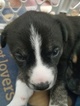 Small Photo #3 Siberian Husky-Staffordshire Bull Terrier Mix Puppy For Sale in OAKDALE, CT, USA