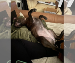 Small #3 Staffordshire Bull Terrier Mix