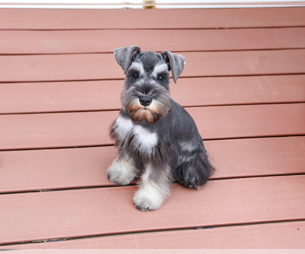 Medium Photo #6 Schnauzer (Miniature) Puppy For Sale in SYRACUSE, IN, USA