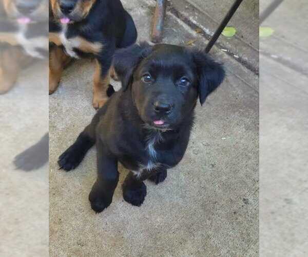 Medium Photo #7 Shepweiller Puppy For Sale in Raleigh, NC, USA