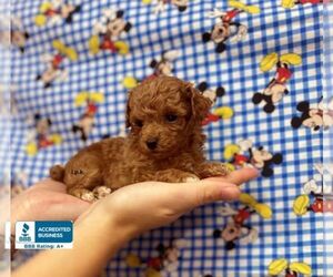 Poodle (Toy) Puppy for sale in WINNSBORO, LA, USA