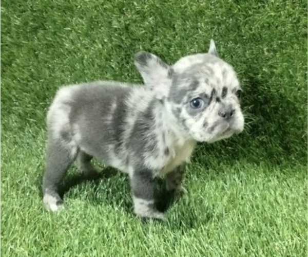 Medium Photo #8 French Bulldog Puppy For Sale in HENDERSON, NV, USA