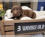 Small Photo #13 Labrador Retriever Puppy For Sale in KATHLEEN, GA, USA