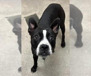 Mutt Dogs for adoption in HESPERIA, CA, USA