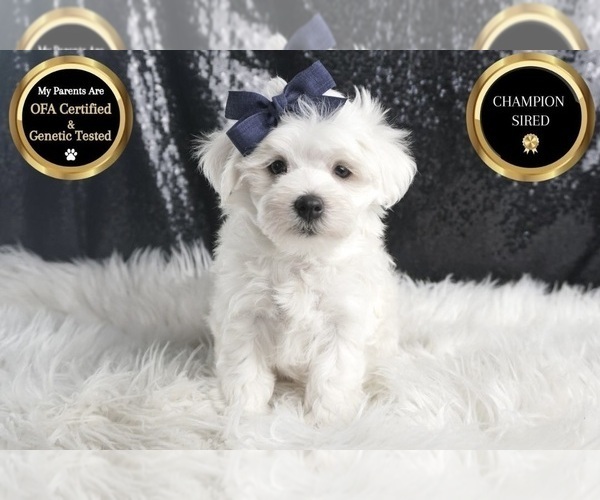 Medium Photo #6 Maltese Puppy For Sale in WARSAW, IN, USA
