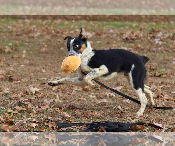 Medium Photo #2 Mutt Puppy For Sale in Garden City, NY, USA