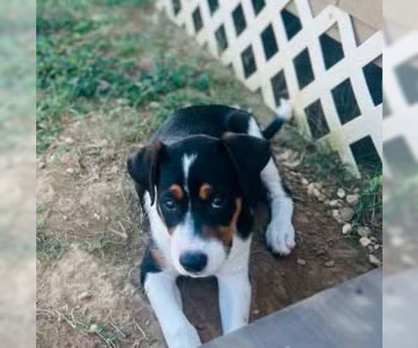 Medium Photo #1 Bernese Mountain Dog-Unknown Mix Puppy For Sale in SHERBURNE, NY, USA