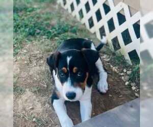 Bernese Mountain Dog-Unknown Mix Dogs for adoption in SHERBURNE, NY, USA