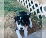 Weston (NY-Danielle) - Male Bernese Mountain Dog-Unknown Mix Dog for Adoption - Small photo