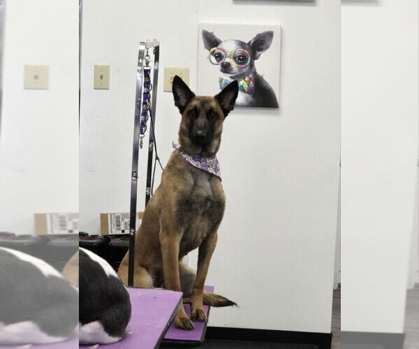 Medium Photo #7 Mutt Puppy For Sale in Imlay City, MI, USA