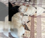 Small Photo #4 Labrador Retriever Puppy For Sale in HUDSON, WI, USA