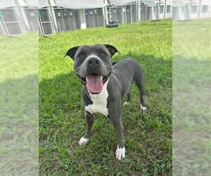 BO - Male American Bulldog Dog for Adoption - Photo #2