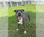 Small Photo #2 American Bulldog Puppy For Sale in Rosenberg, TX, USA