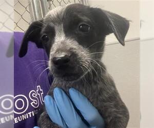 Mutt Dogs for adoption in Rosenberg, TX, USA