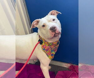 Mila May - Female American Pit Bull Terrier-Unknown Mix Dog for Adoption - Photo #13