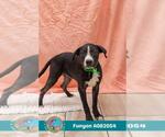 Small #1 Plott Hound Mix