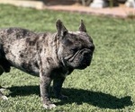Puppy Kobe French Bulldog