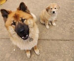 Small Photo #10 Chow Chow-German Shepherd Dog Mix Puppy For Sale in N POTOMAC, MD, USA