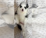 Small #6 Pomsky