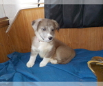 Small Photo #65 Australian Shepherd-Pembroke Welsh Corgi Mix Puppy For Sale in GALLEGOS, NM, USA
