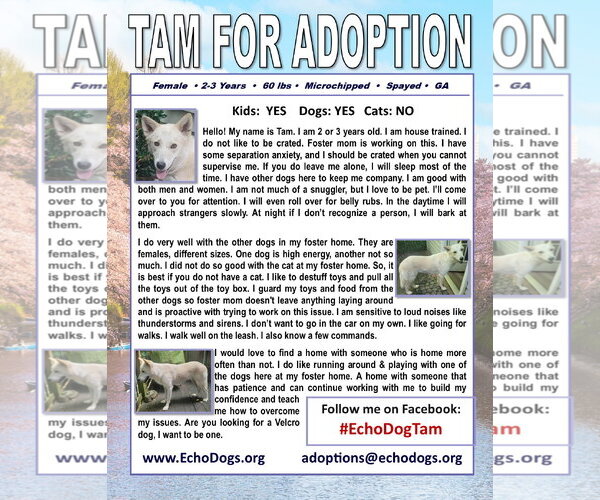 Medium Photo #2 - Mix Puppy For Sale in Hoffman Estates, IL, USA