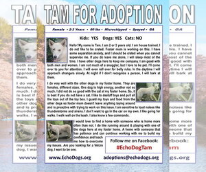 - Mix Dogs for adoption in Hoffman Estates, IL, USA