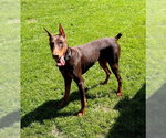 Small #13 Doberman Pinscher