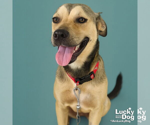 Medium Photo #2 Mutt Puppy For Sale in Washington, DC, USA