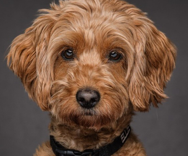 Medium Photo #62 Poocan Puppy For Sale in FAIR OAKS, CA, USA