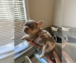 Small #1 French Bulldog